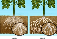 什么是滴灌技术