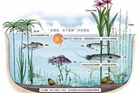 真正的生态河道该是什么样