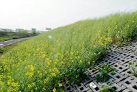 五种生态边坡支护施工技术