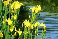 水生植物造景配置如何选择