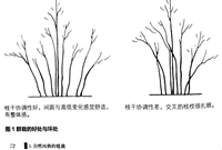 庭院景观植物植栽七要点