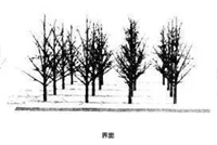 “植物造景”干货，景观设计必备！