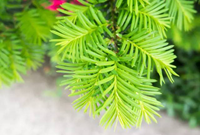 乔、灌木植物如何配置最好