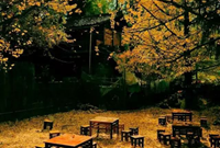 庭院景观绿化，哪些树种最合适