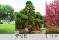 屋顶绿化可以种那些植物