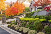 植物色彩搭配攻略，景观颜色不再突兀！