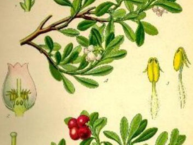 奥托手绘彩色植物图谱 高清全彩版