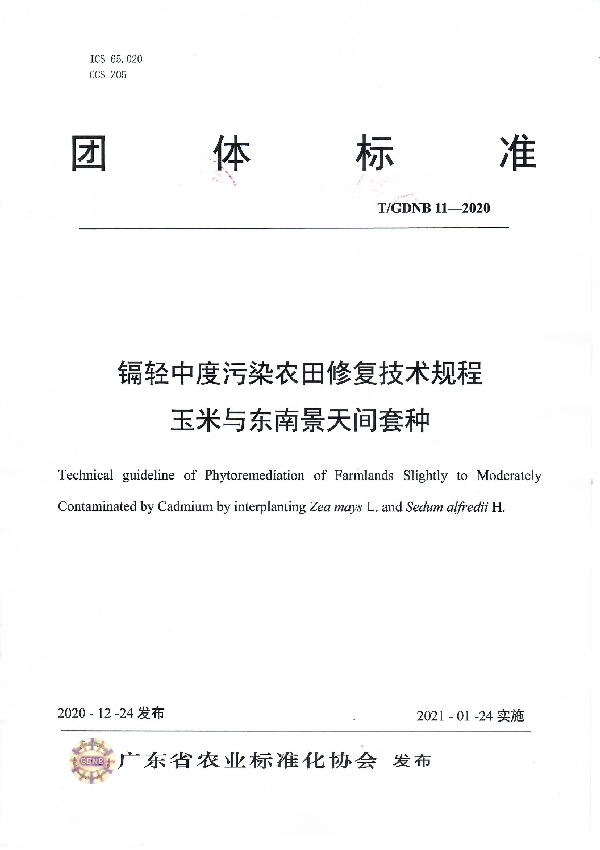 镉轻中度污染农田修复技术规程 玉米与东南景天间套种 (T/GDNB 11-2020)